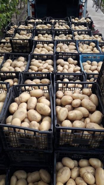 received_251990069439963 - legumicultura --ocupatia mea