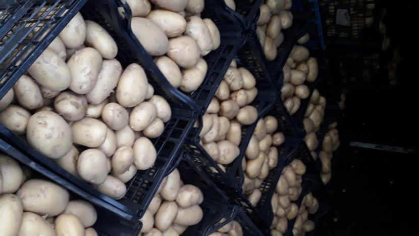  - legumicultura --ocupatia mea