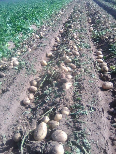 Photo0504 - legumicultura --ocupatia mea