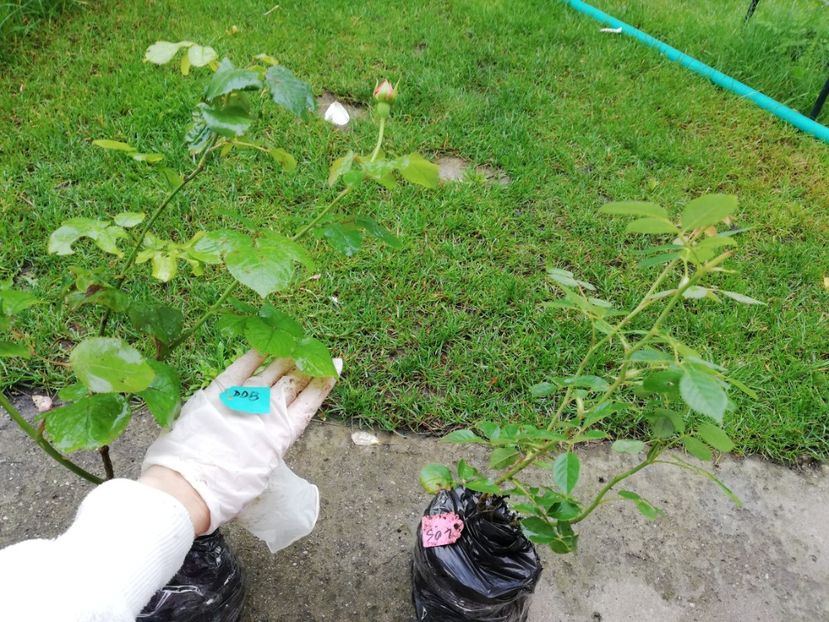 DD Bridgewather - Diverse 2