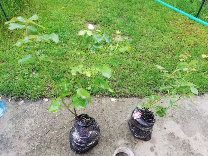 DD Bridgewather si Lady of Shallot - Diverse 2