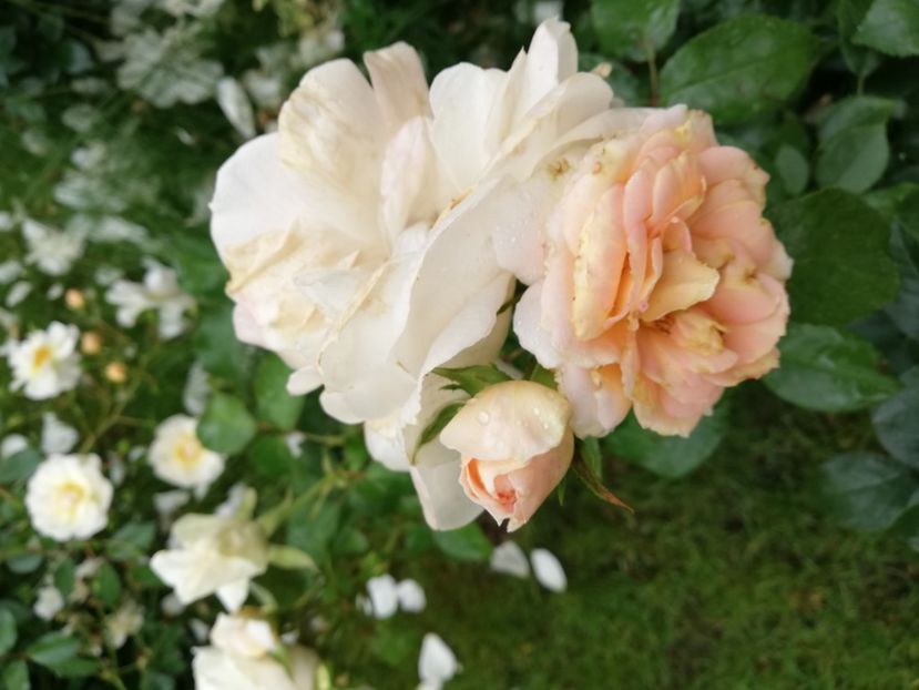  - Uetersener klosterrose- urcator