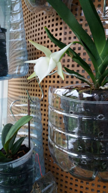 angraecum "Lady Lisa"x sesquipedale - Orhidee_3_monopodiale