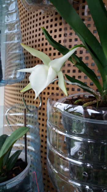 angraecum "Lady Lisa"x sesquipedale - Orhidee_3_monopodiale