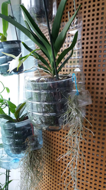 angraecum "Lady Lisa"x sesquipedale - Orhidee_3_monopodiale