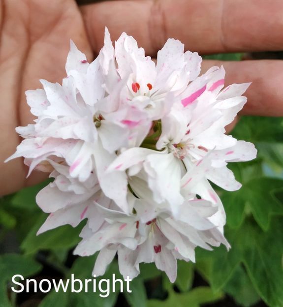 Snowbright - Muscate S