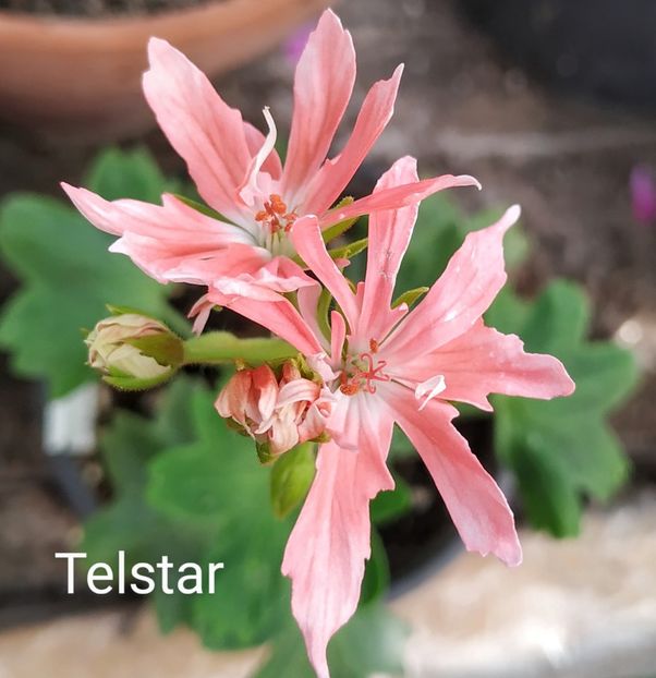 Telstar - MuscateT - U - V