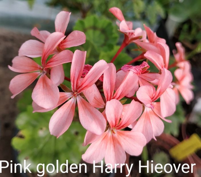 Pink golden Harry Hieover - Muscate P