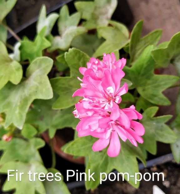 Fir trees Pink pom pom - Muscate F