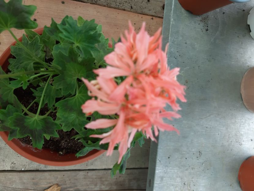 Grafitti - Muscate 2020