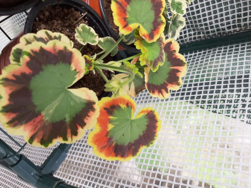 Contrast - Muscate 2020