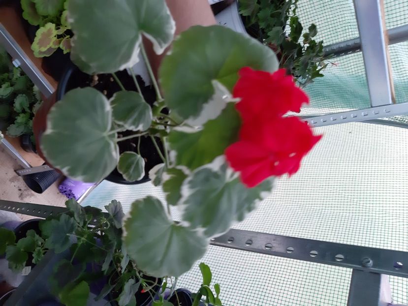 Caroline smiths - Muscate 2020