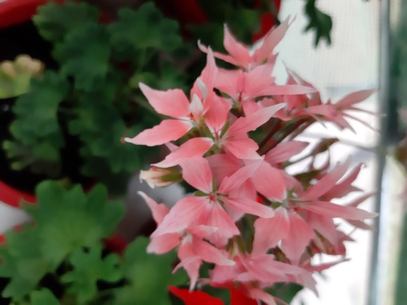 Summer twist rose - Muscate 2020