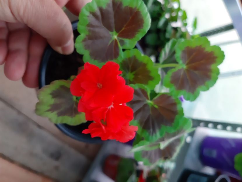 Occold shield - Muscate 2020