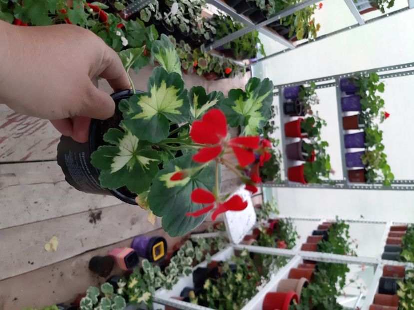 Happy thought red - Muscate 2020