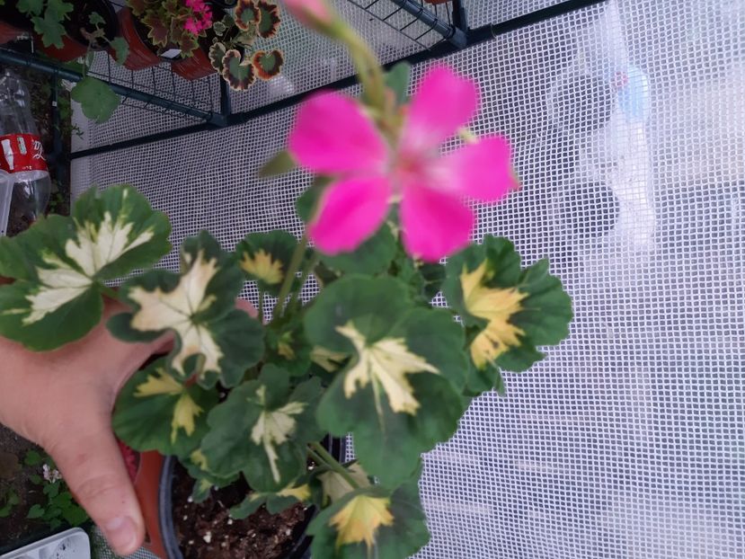 Happy thought pink - Muscate 2020