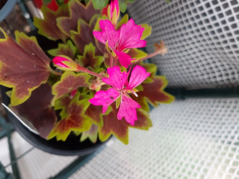 Lotusland - Muscate 2020