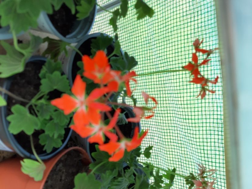 Chocolate variegated - Muscate 2020