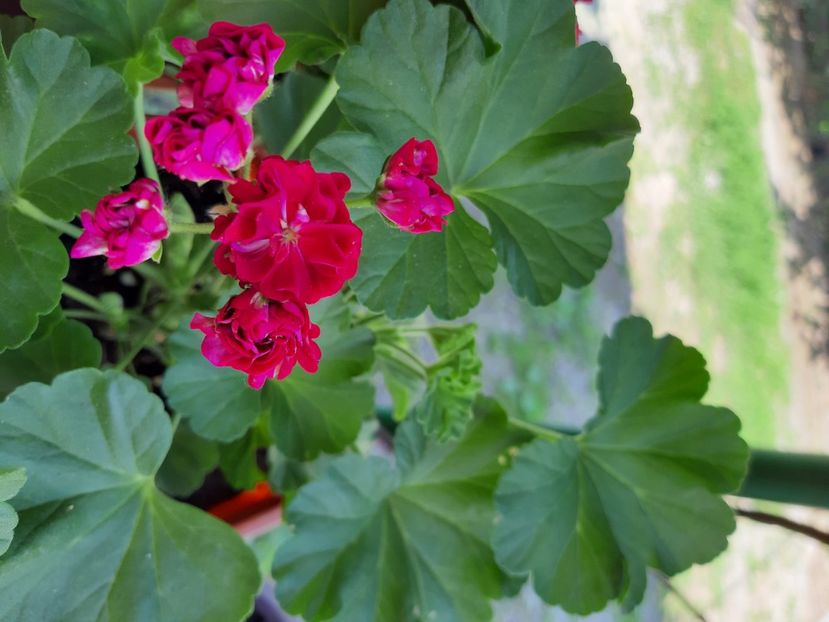 Pink rambler - Muscate 2020