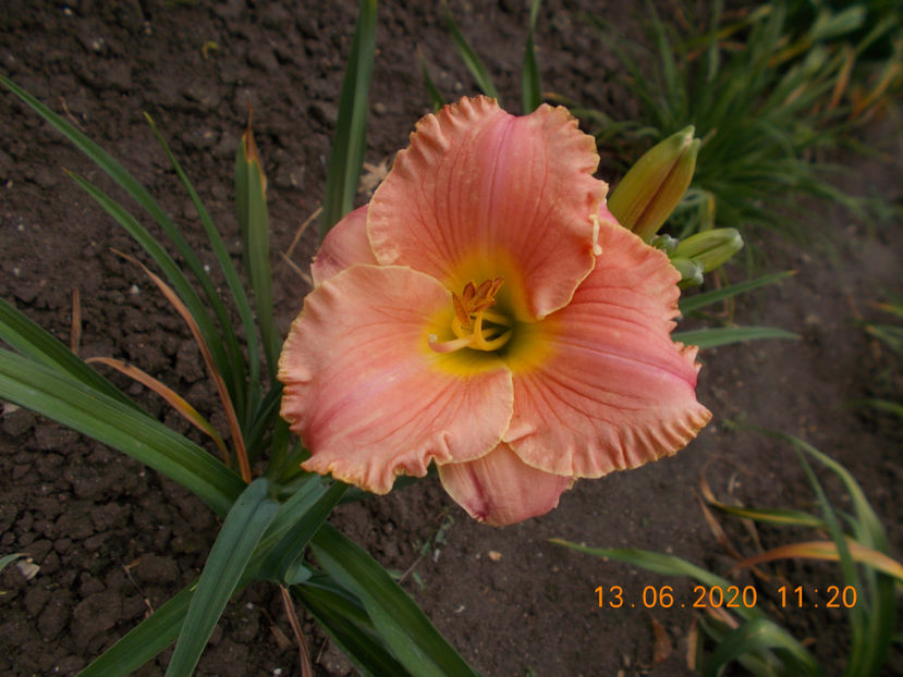  - HEMEROCALLISI-2020