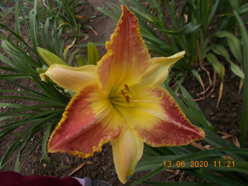  - HEMEROCALLISI-2020