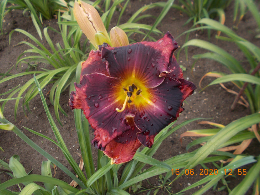  - HEMEROCALLISI-2020