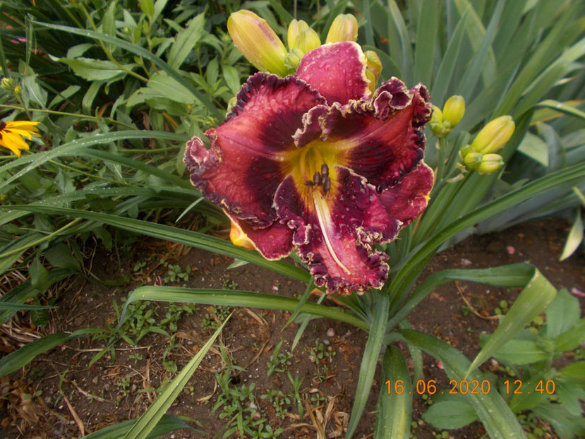  - HEMEROCALLISI-2020