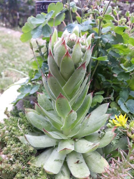  - Disponibil cactusi 2023