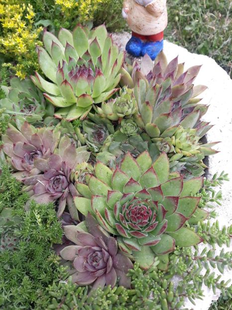  - Disponibil cactusi 2023