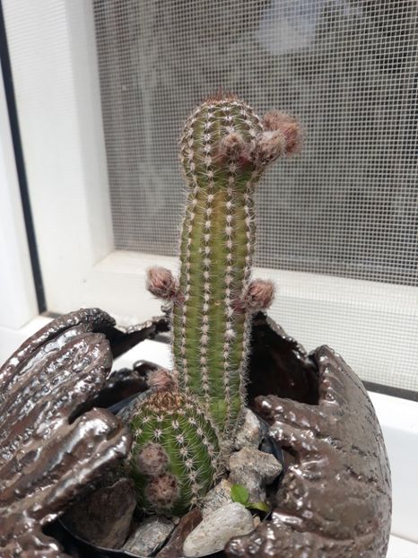  - Disponibil cactusi 2023