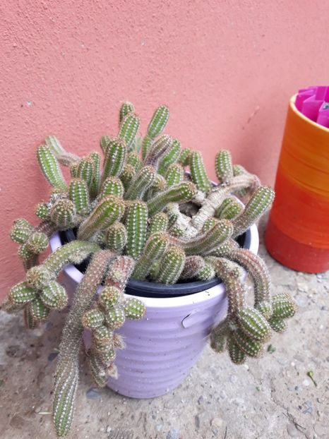  - Disponibil cactusi 2023