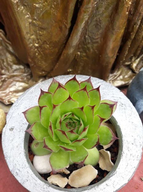  - Disponibil cactusi 2023