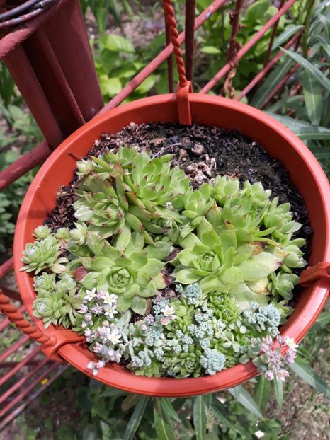  - Disponibil cactusi 2023