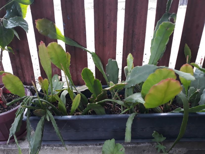  - Disponibil cactusi 2023