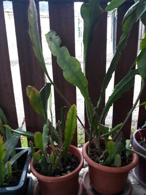  - Disponibil cactusi 2023