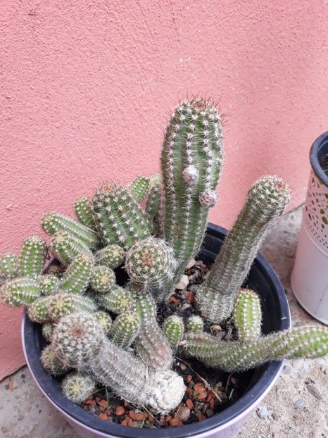  - Disponibil cactusi 2023