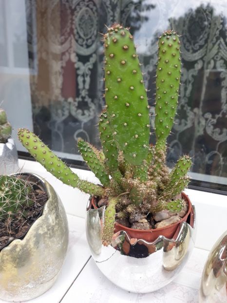  - Disponibil cactusi 2023