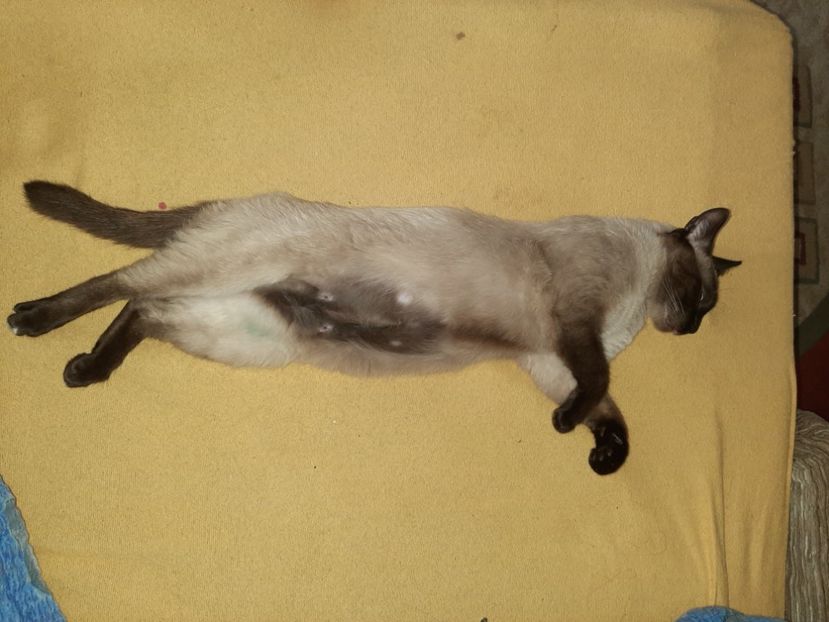  - Pisicii mei în iunie 2020