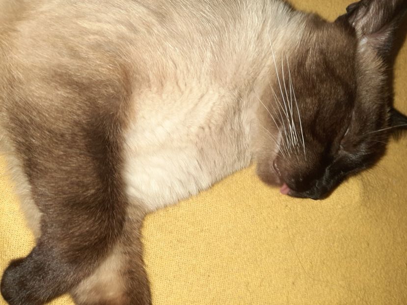  - Pisicii mei în iunie 2020