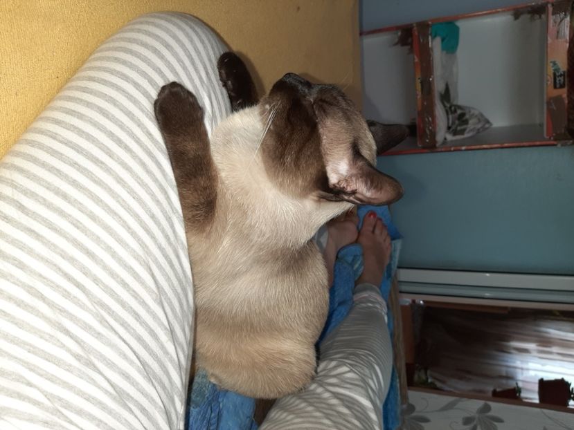  - Pisicii mei în iunie 2020