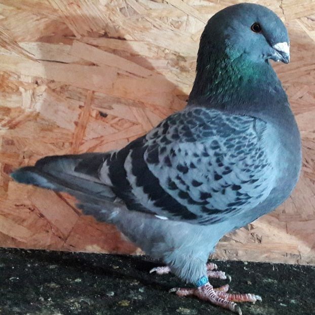  - 3---AGH DAȚI 2019 - 2025