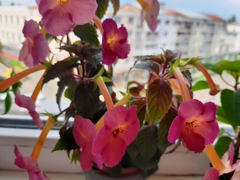  - achimenes-primele incercari