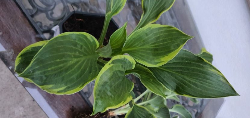 Hosta aureomarginata 25lei - Suculente de vanzare 2020