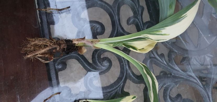 25 lei - Suculente de vanzare 2020