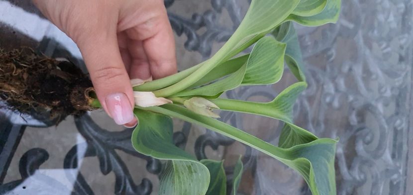  - Suculente de vanzare 2020