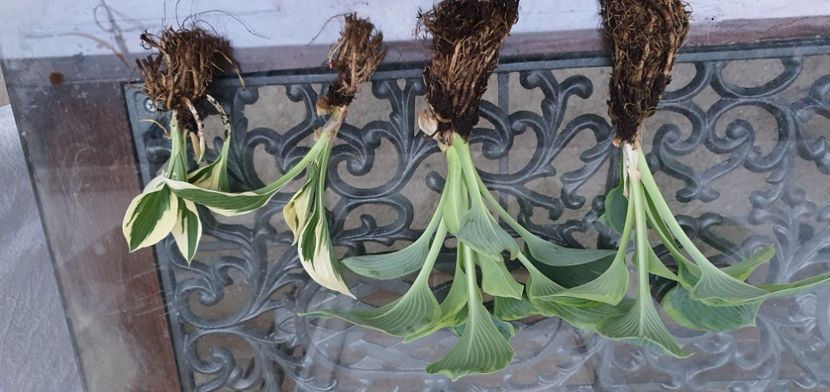  - Suculente de vanzare 2020