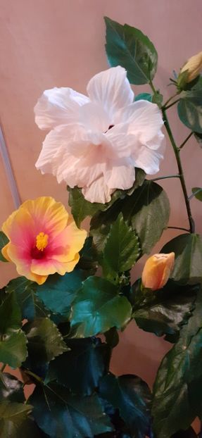  - Hibiscus 2015-2024