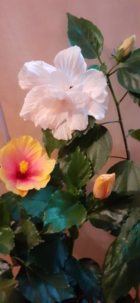  - Hibiscus 2015-2024