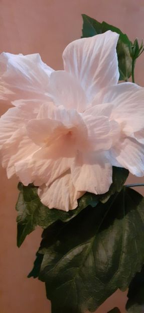  - Hibiscus 2015-2024