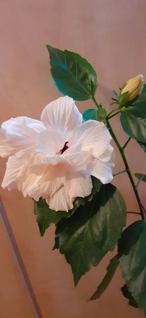  - Hibiscus 2015-2024